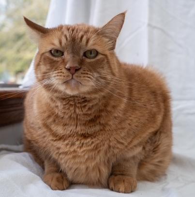 Alex, Adoptable, Adult Male Domestic Short Hair.