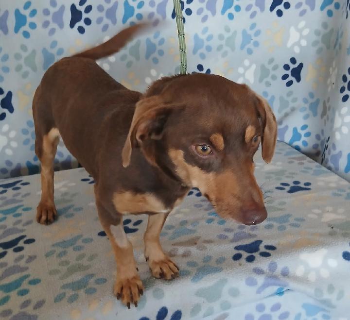 Enlarge Frankie, a ADOPTABLE mixed breed in Mena, AR image 2/2