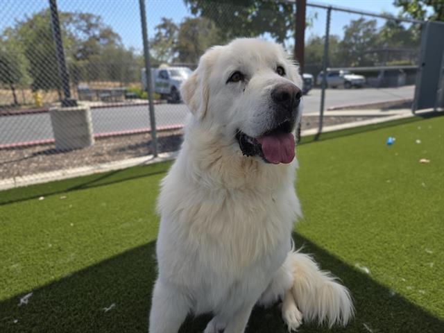Enlarge CAROLINA, a Adoptable Great Pyrenees in Auburn, CA image 1/1