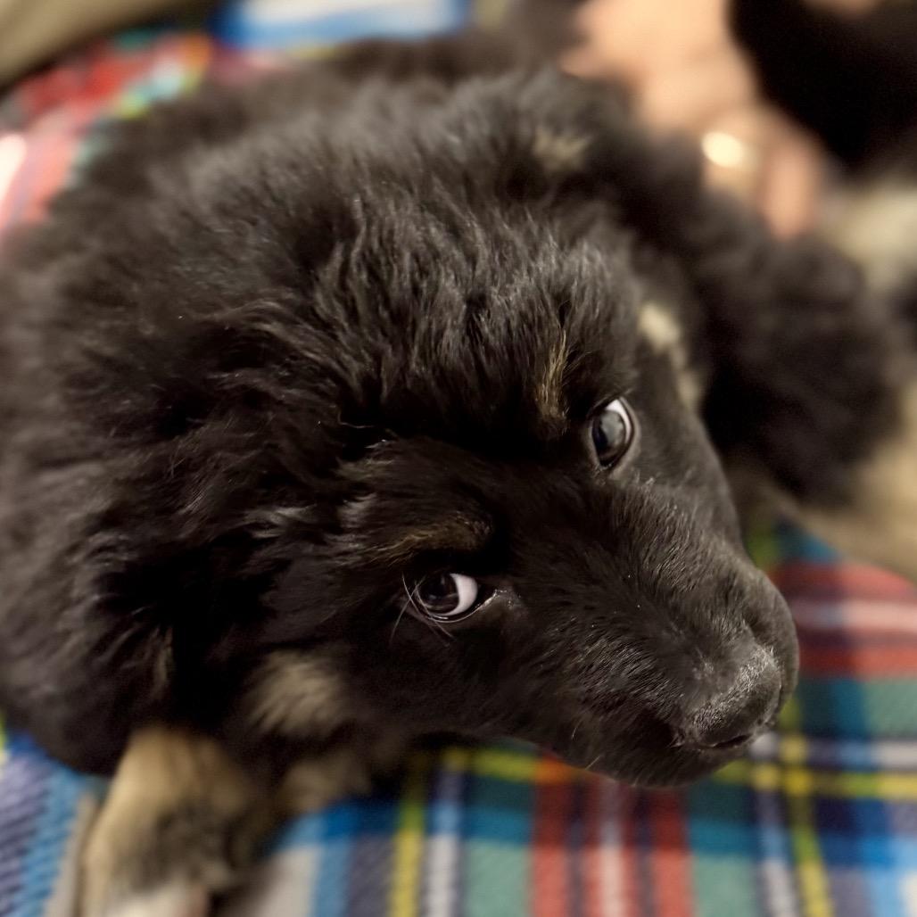 Enlarge BUBBLES, a ADOPTABLE mixed breed in La Grange, KY image 4/4