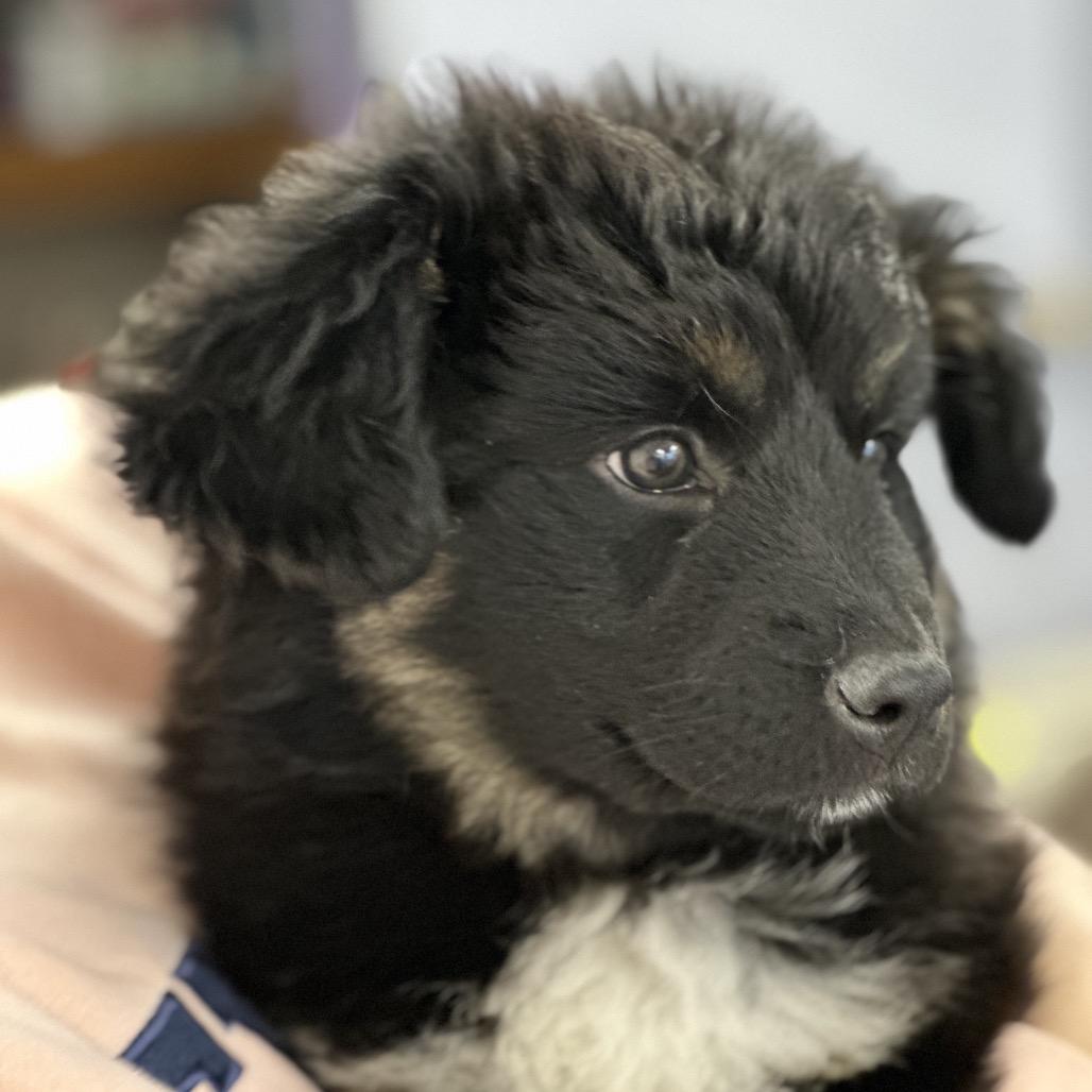 Enlarge BUBBLES, a ADOPTABLE mixed breed in La Grange, KY image 1/4