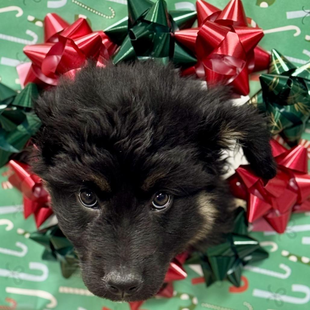 Enlarge BUBBLES, a ADOPTABLE mixed breed in La Grange, KY image 2/4