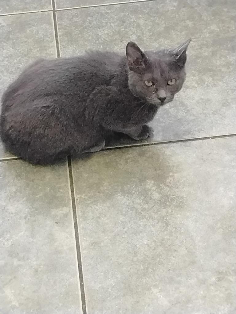 Enlarge Gina, a Adoptable mixed breed in Ada, OK image 2/4