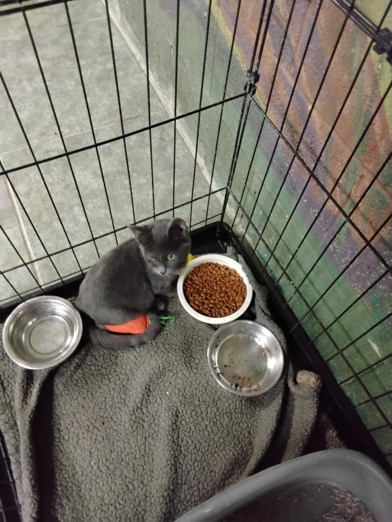 Enlarge Gina, a Adoptable mixed breed in Ada, OK image 2/2