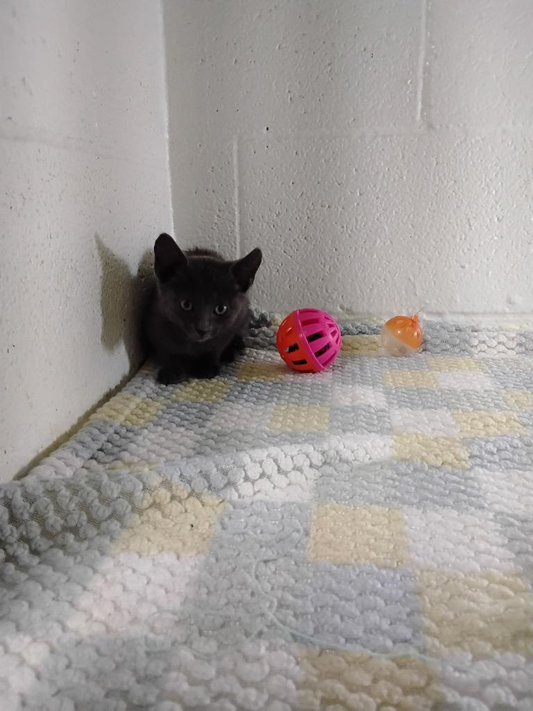 Enlarge Gina, a Adoptable mixed breed in Ada, OK image 4/4