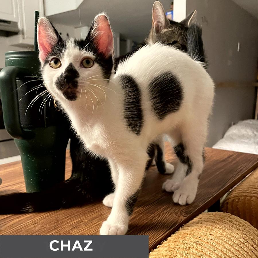 Chaz, Adoptable, Kitten Male Domestic Short Hair.