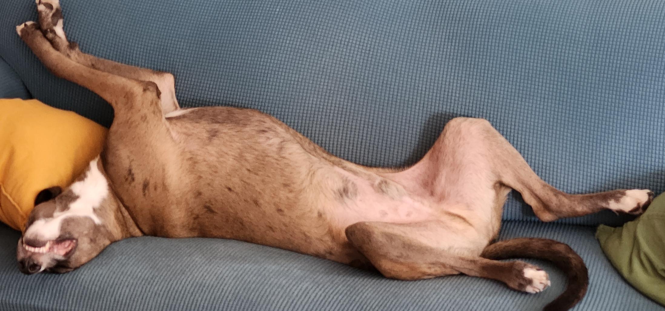 Enlarge Fleki, a Adoptable mixed breed in Rochester, NY image 6/6