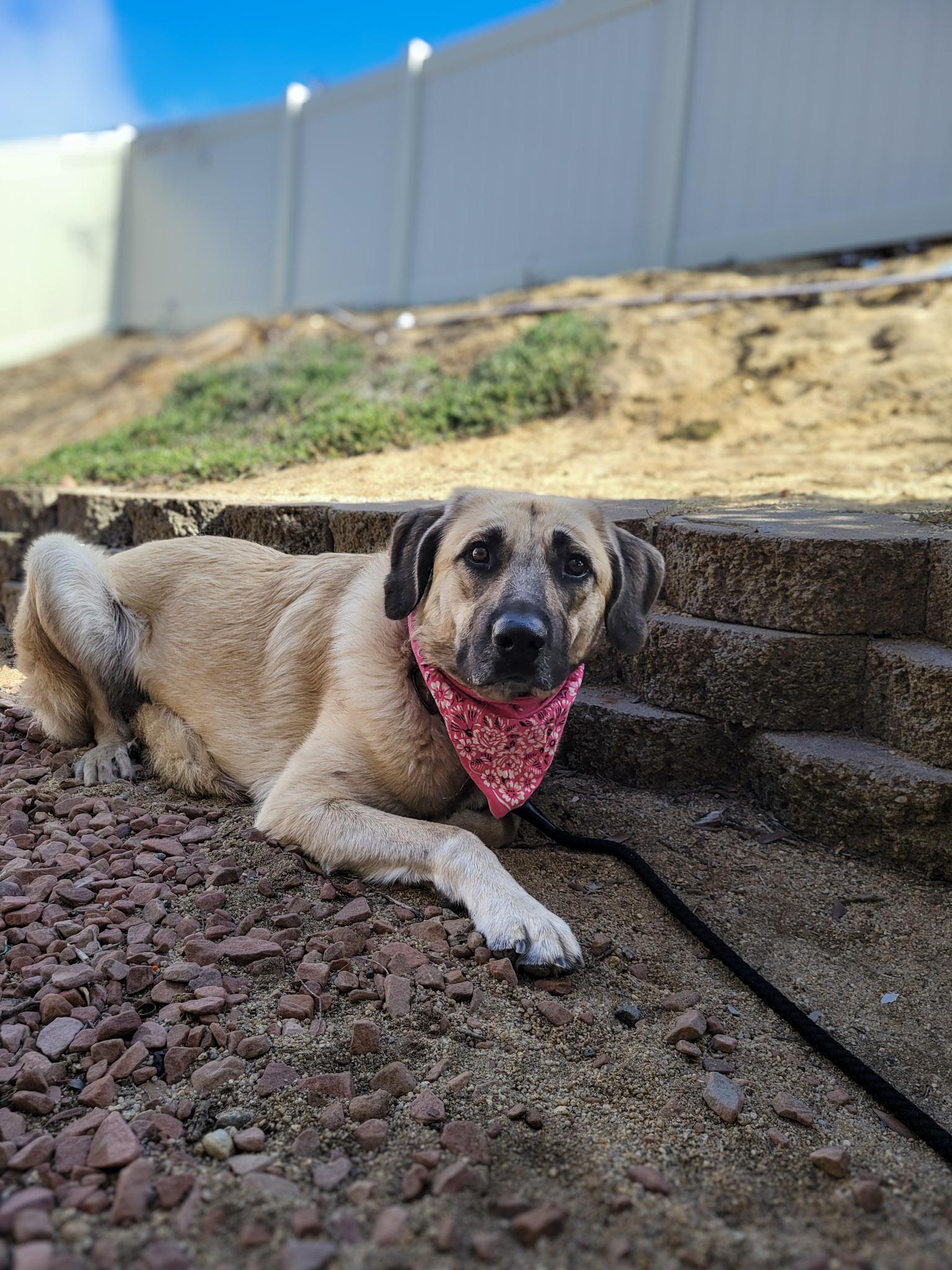 Enlarge Vallarta, a ADOPTABLE mixed breed in Temecula, CA image 3/4