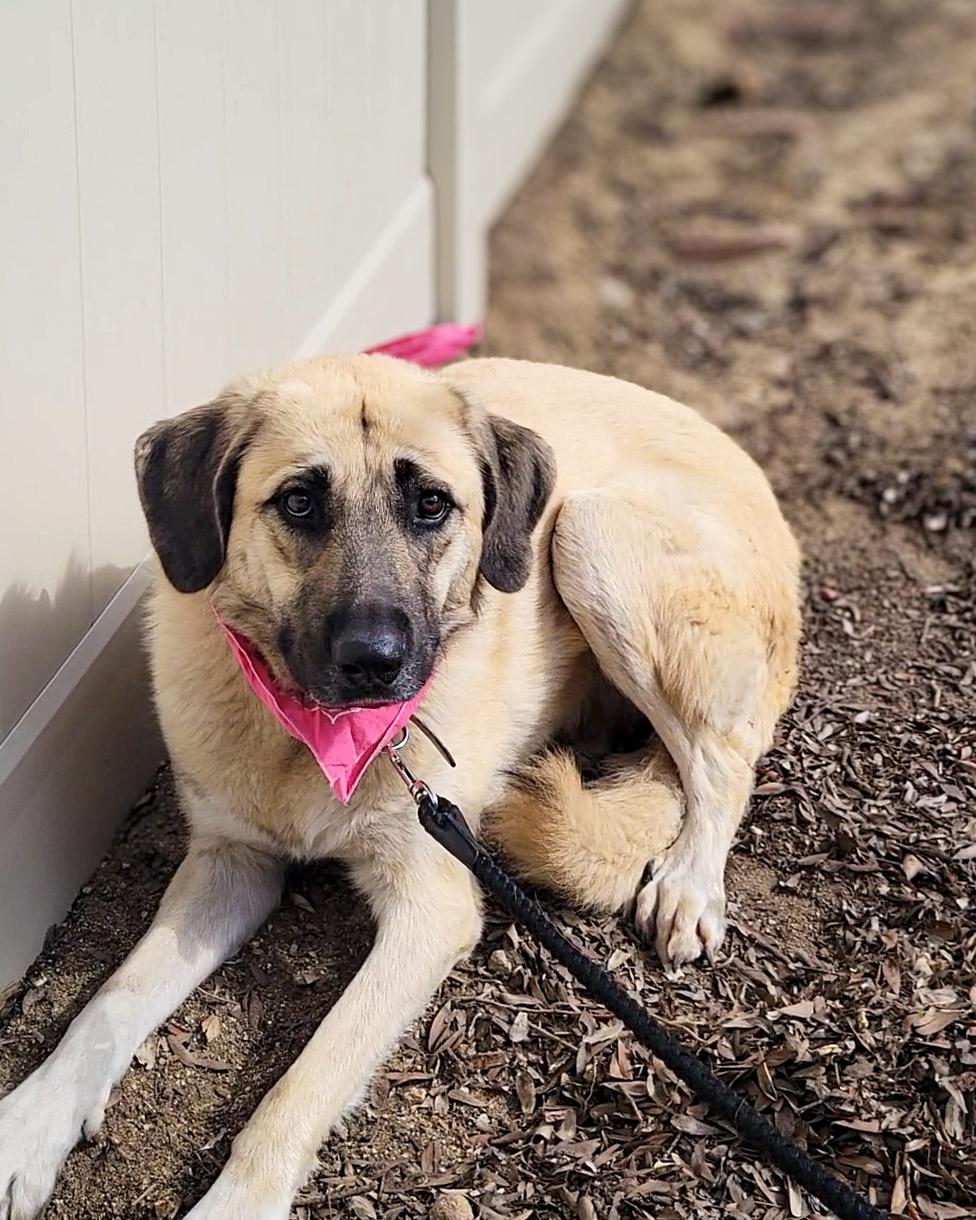 Enlarge Vallarta, a ADOPTABLE mixed breed in Temecula, CA image 4/4