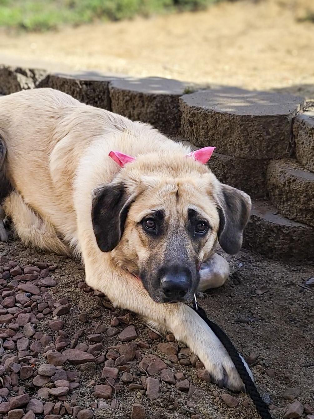 Enlarge Vallarta, a ADOPTABLE mixed breed in Temecula, CA image 2/4