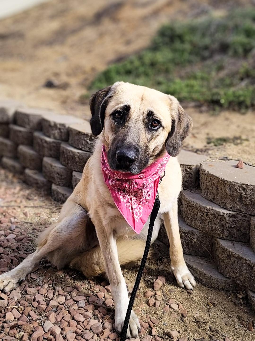 Enlarge Vallarta, a ADOPTABLE mixed breed in Temecula, CA image 1/4