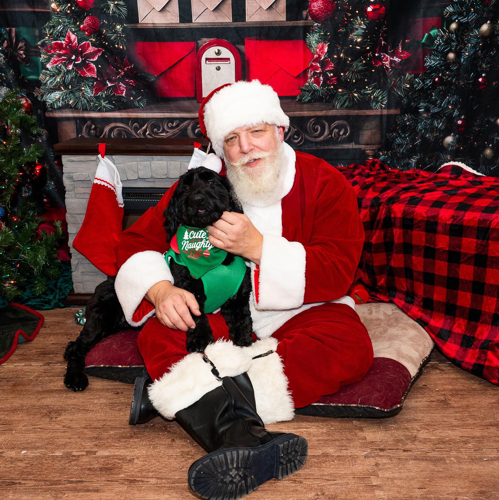 Stumpy, Adopted, Adult Male Basset Hound & Standard Poodle.