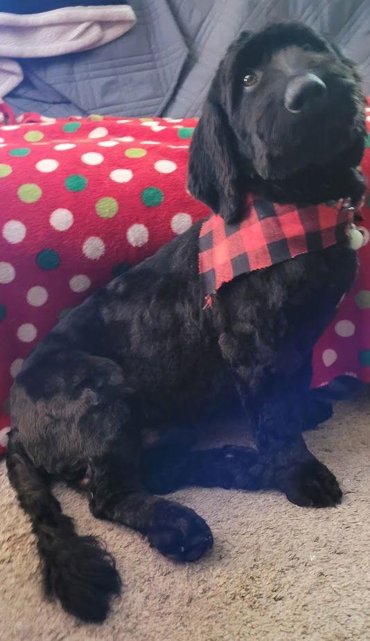 Stumpy, a Adopted mixed breed in Brooklyn Center, MN image 2/3