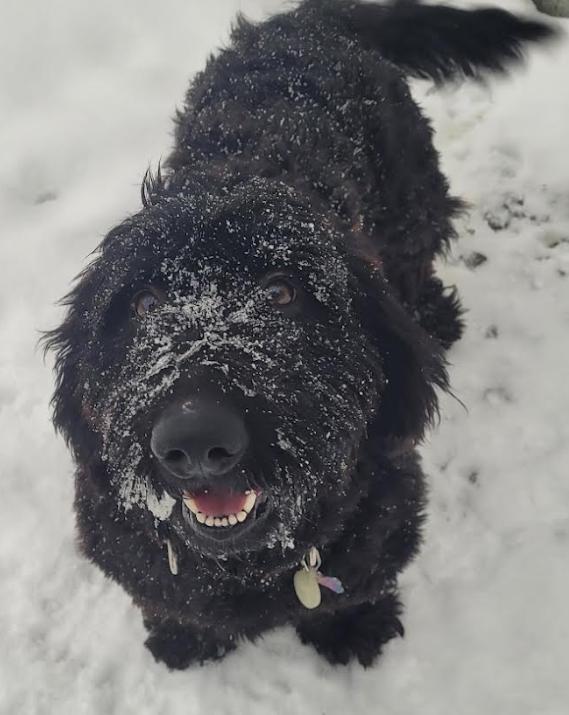 Stumpy, a Adopted mixed breed in Brooklyn Center, MN image 3/3