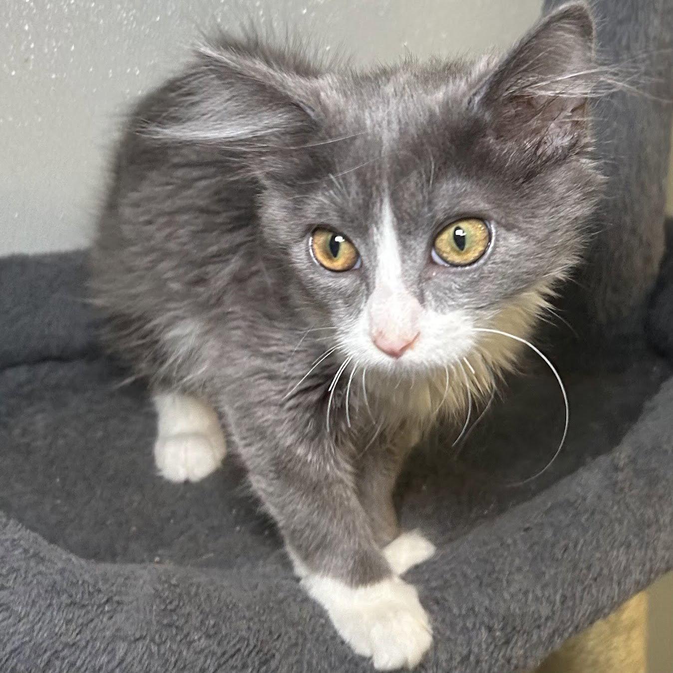 Shadow 2026, a Adoptable Domestic Medium Hair in Norwood, OH image 1/2