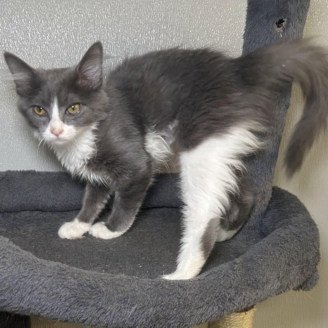 Shadow 2026, a Adoptable Domestic Medium Hair in Norwood, OH image 2/2