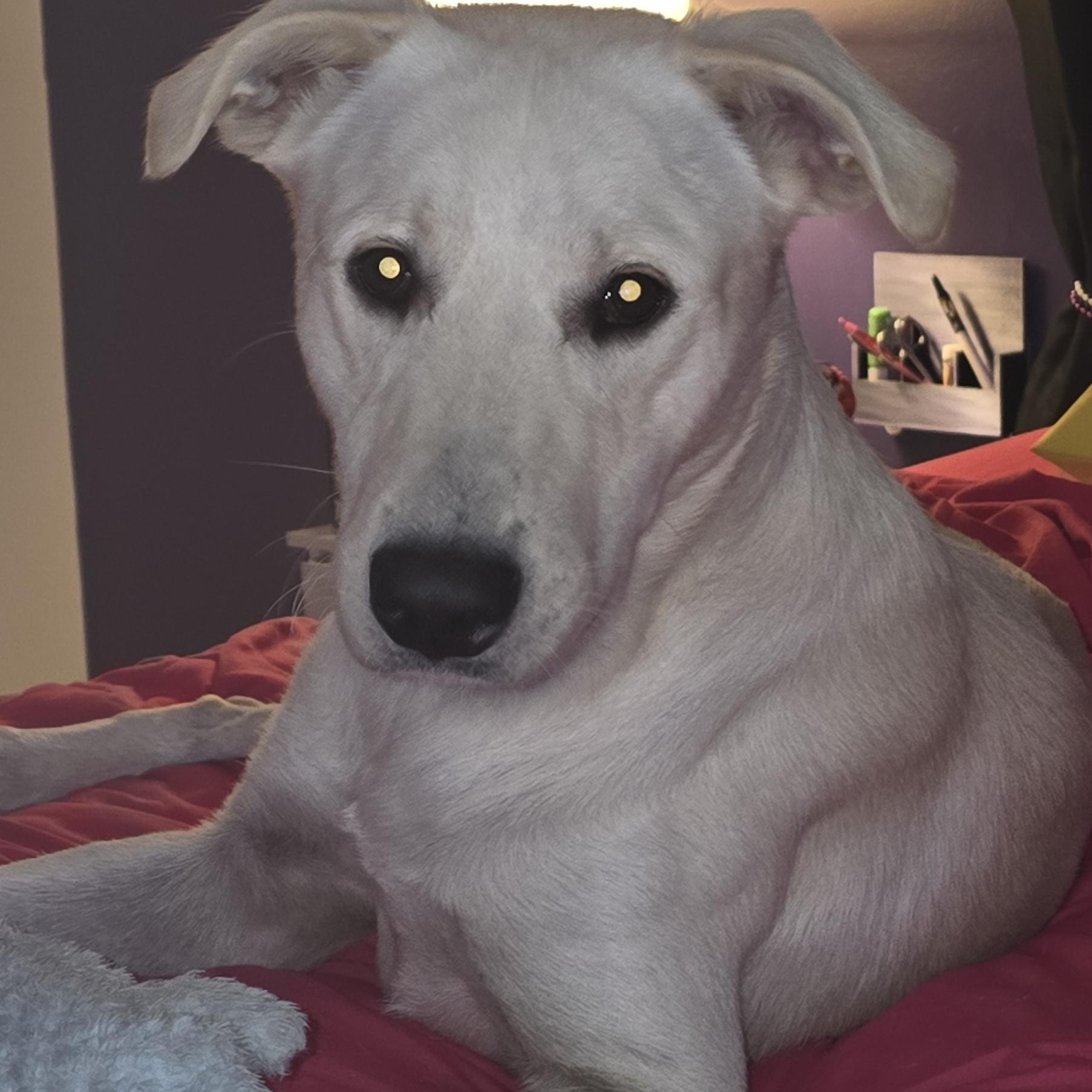 Enlarge Charley, a Adoptable Labrador Retriever in Indianapolis, IN image 1/6