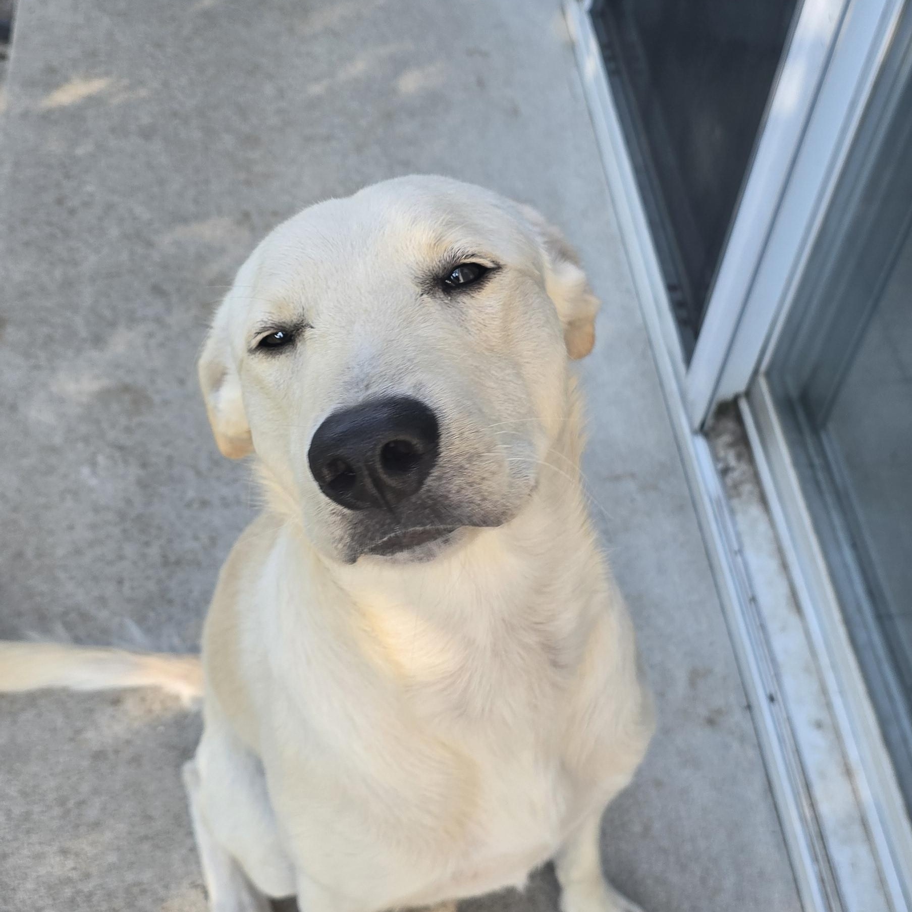 Enlarge Charley, a Adoptable Labrador Retriever in Indianapolis, IN image 4/6
