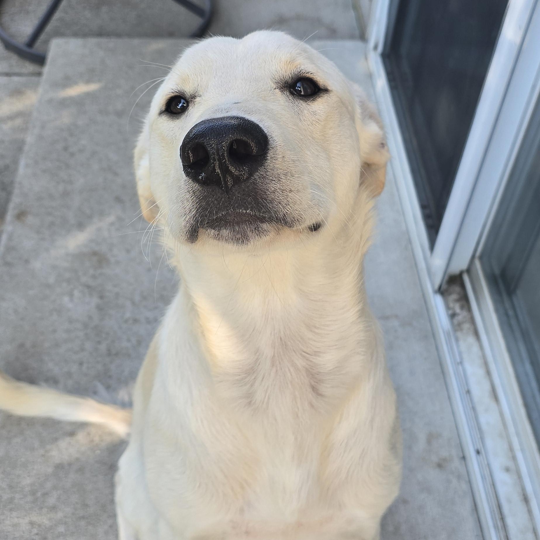 Enlarge Charley, a Adoptable Labrador Retriever in Indianapolis, IN image 6/6
