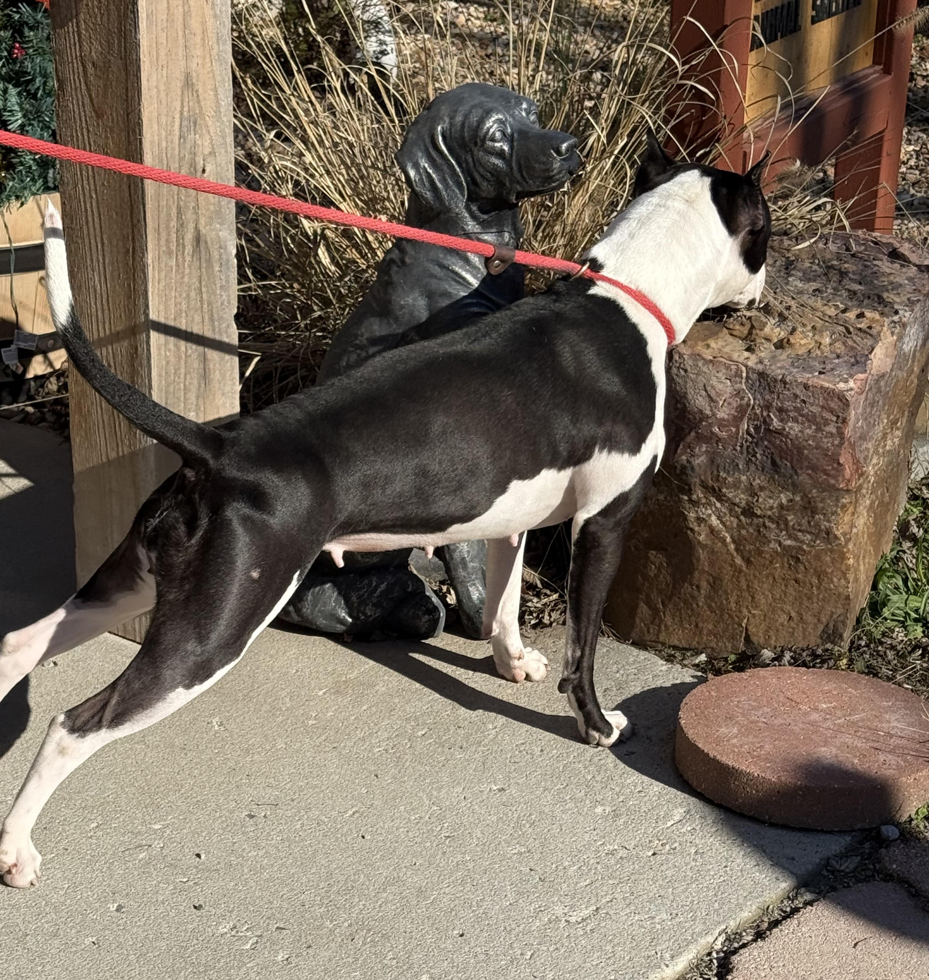 Hara, a Adoptable American Staffordshire Terrier in Bella Vista, AR image 2/3