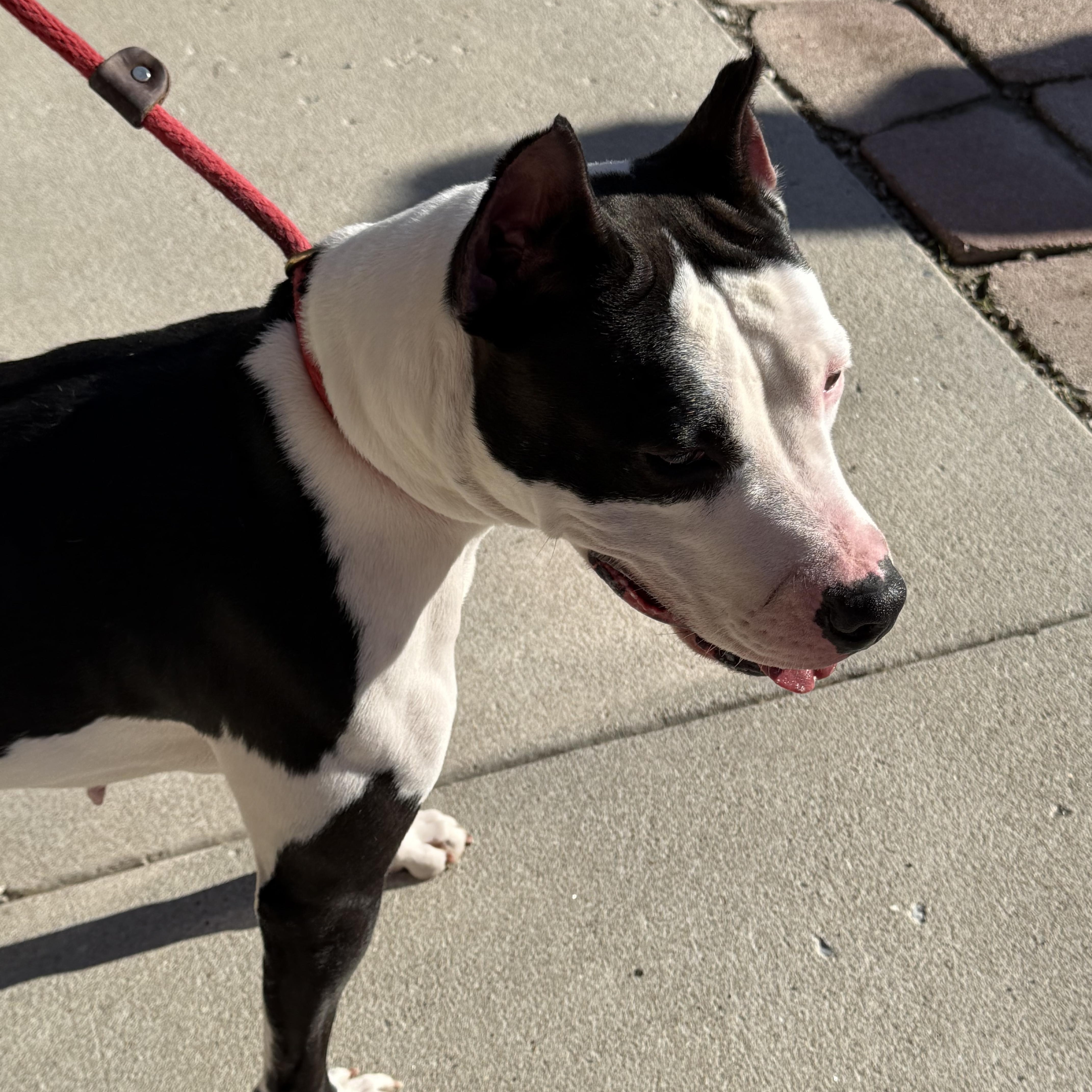 Hara, a Adoptable American Staffordshire Terrier in Bella Vista, AR image 1/3