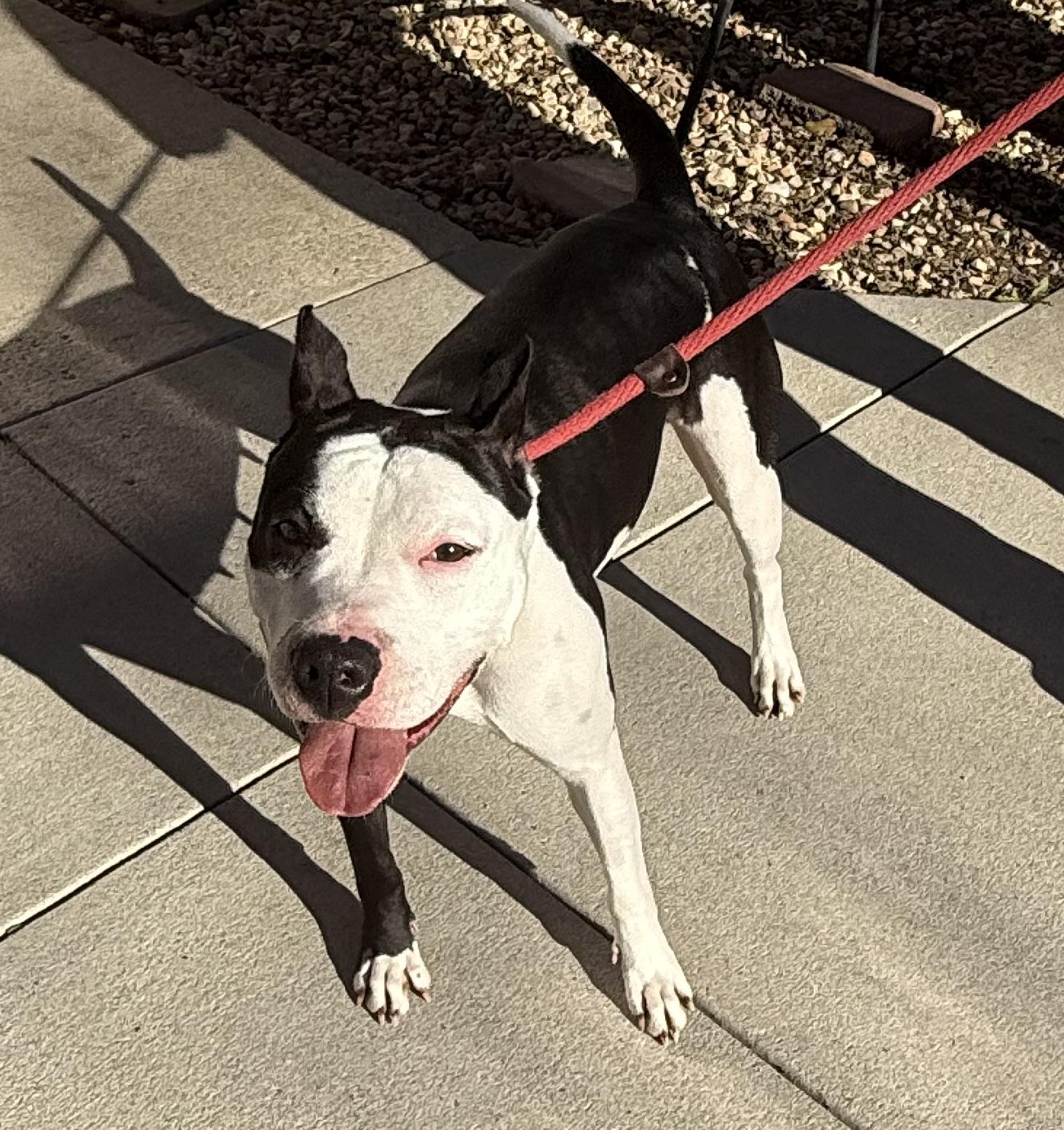 Hara, a Adoptable American Staffordshire Terrier in Bella Vista, AR image 3/3