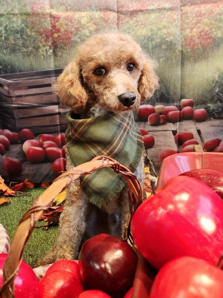 Enlarge Ashton, a Adoptable Poodle in Lee's Summit, MO image 1/3