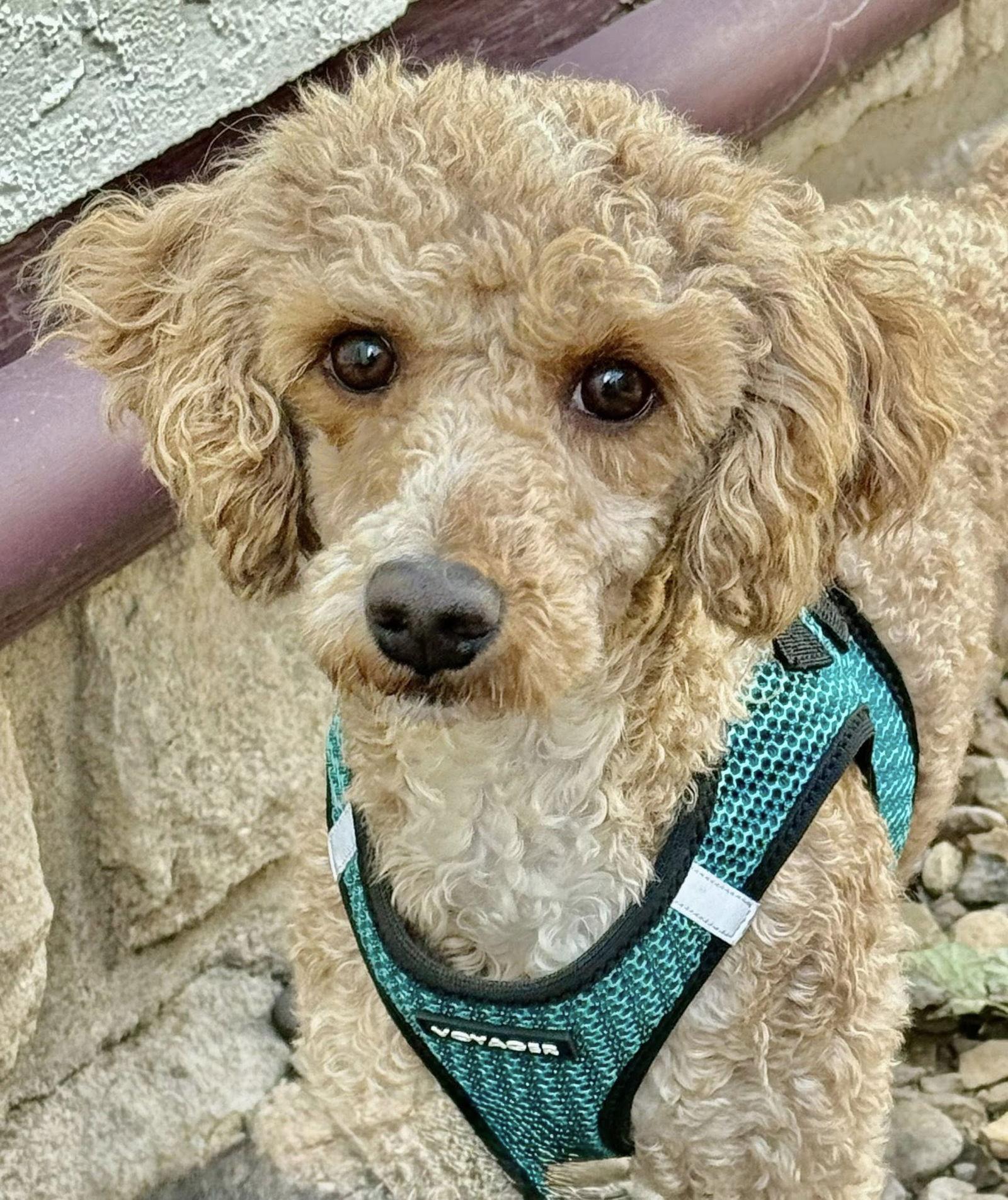 Enlarge Ashton, a Adoptable Poodle in Lee's Summit, MO image 2/3