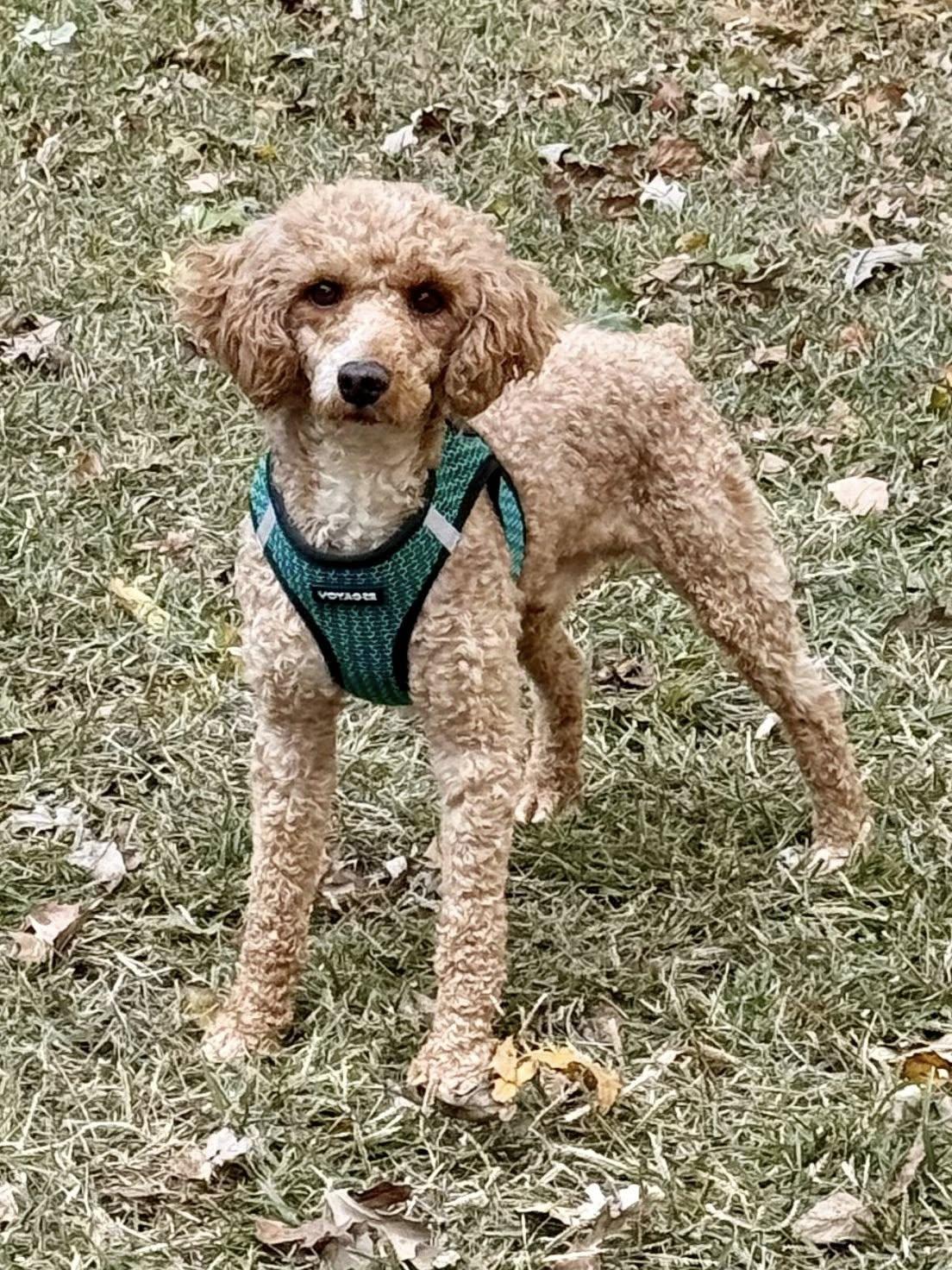Enlarge Ashton, a Adoptable Poodle in Lee's Summit, MO image 3/3