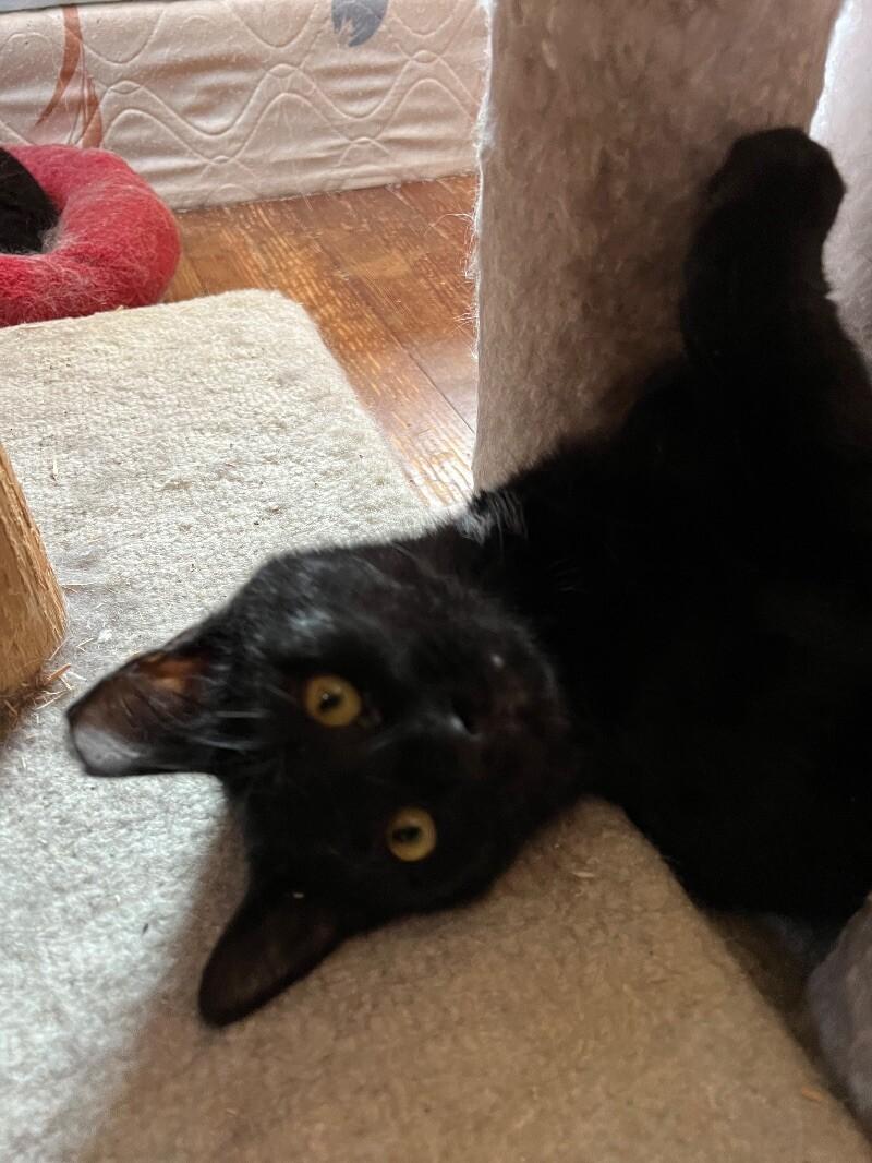 Emery, a Adoptable Domestic Short Hair in Colmar, PA image 1/4