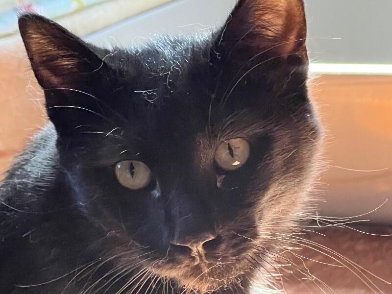 Emery, a Adoptable Domestic Short Hair in Colmar, PA image 3/4