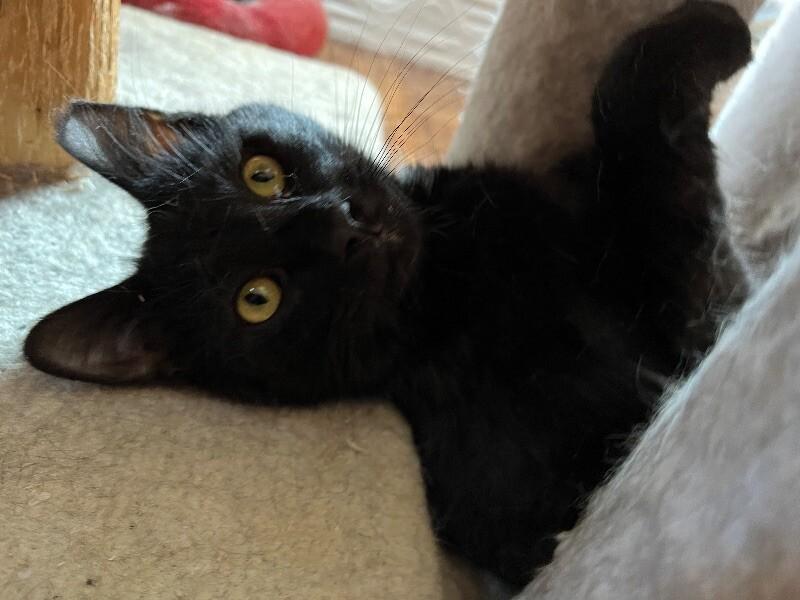 Emery, a Adoptable Domestic Short Hair in Colmar, PA image 4/4