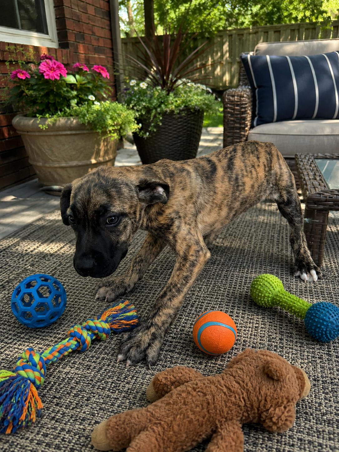 Jasper, a ADOPTABLE mixed breed in Wanaque, NJ image 3/3
