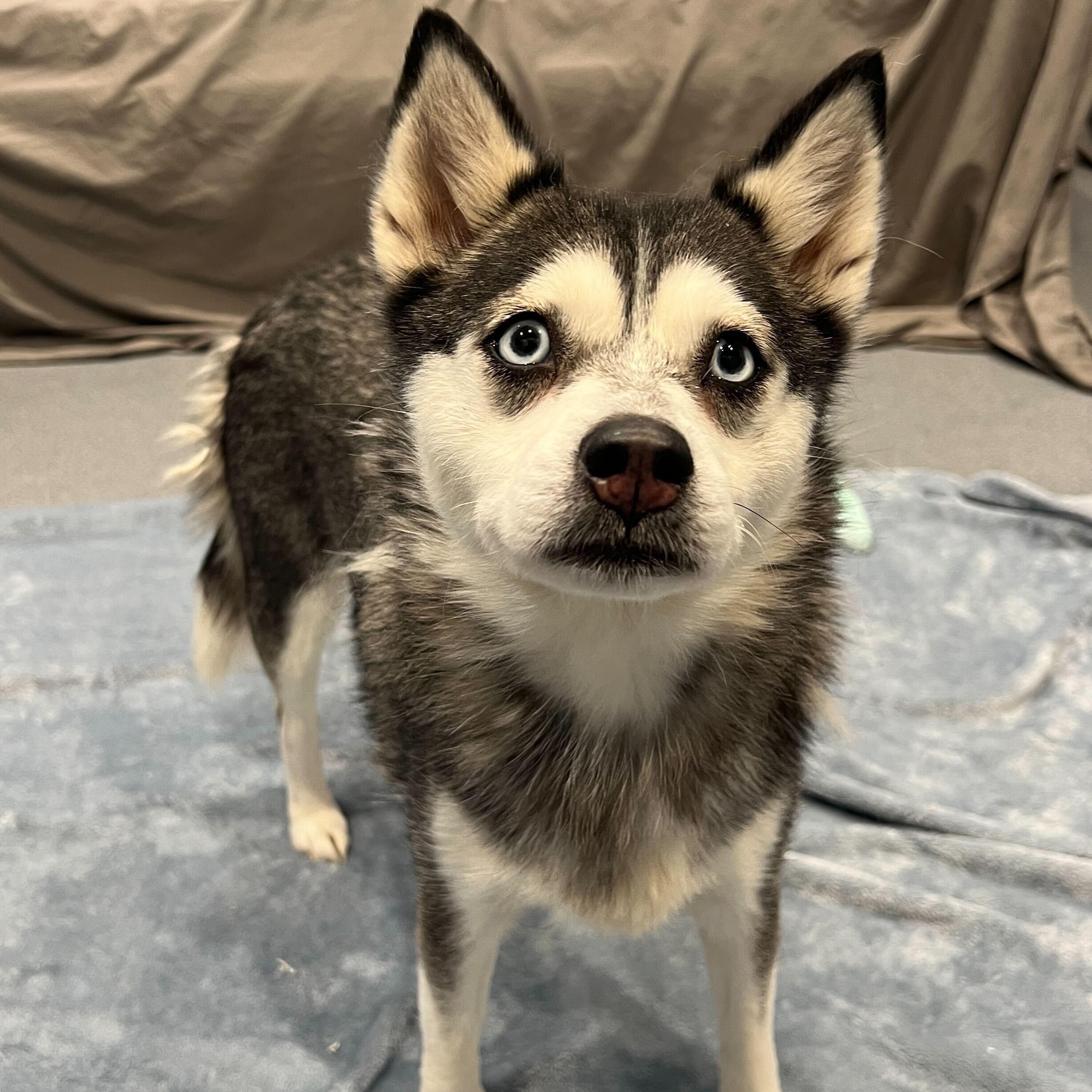 Barbra Jean, ADOPTABLE, Adult Female Pomsky.