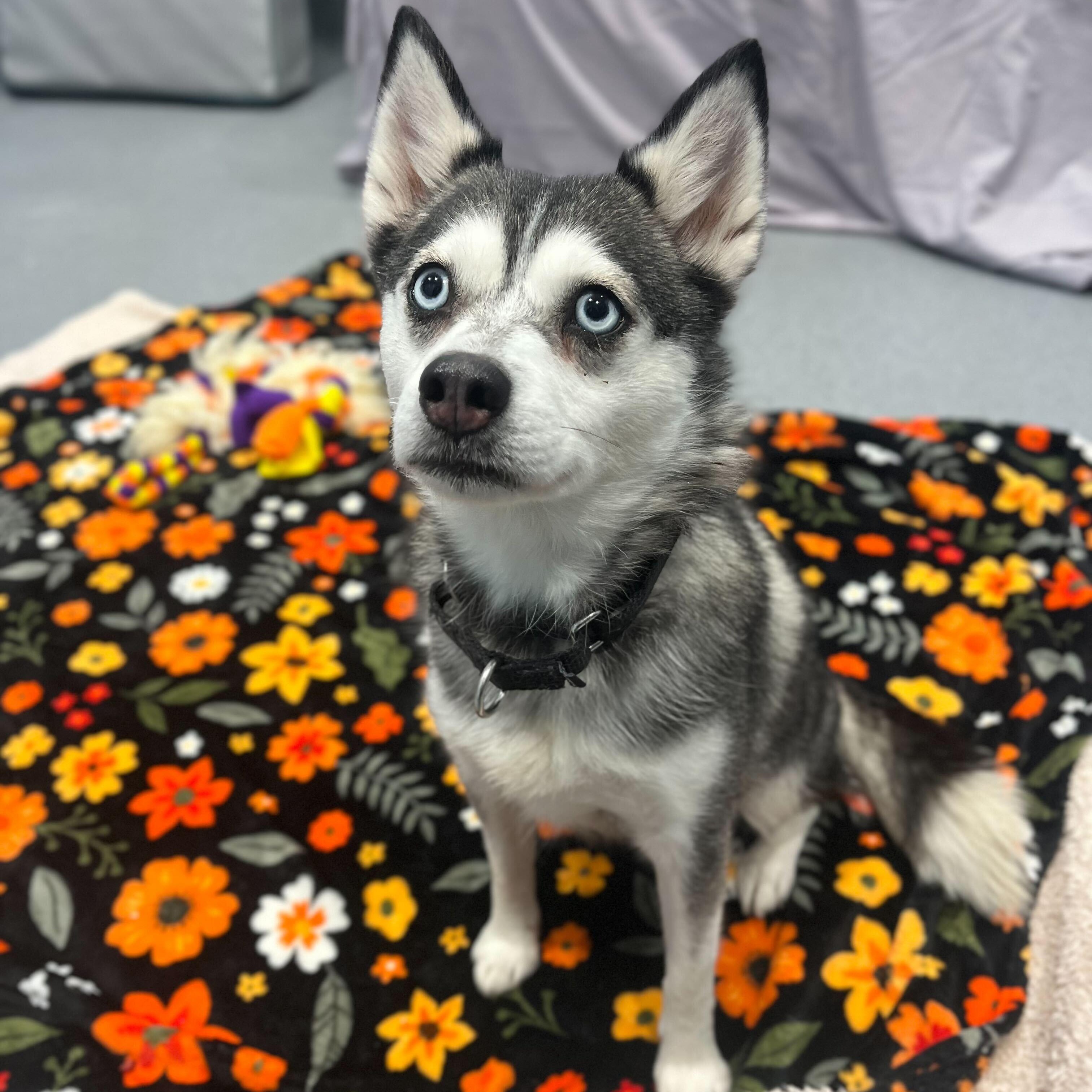 Enlarge Barbra Jean, a ADOPTABLE Pomsky in Canal Winchester, OH image 2/5
