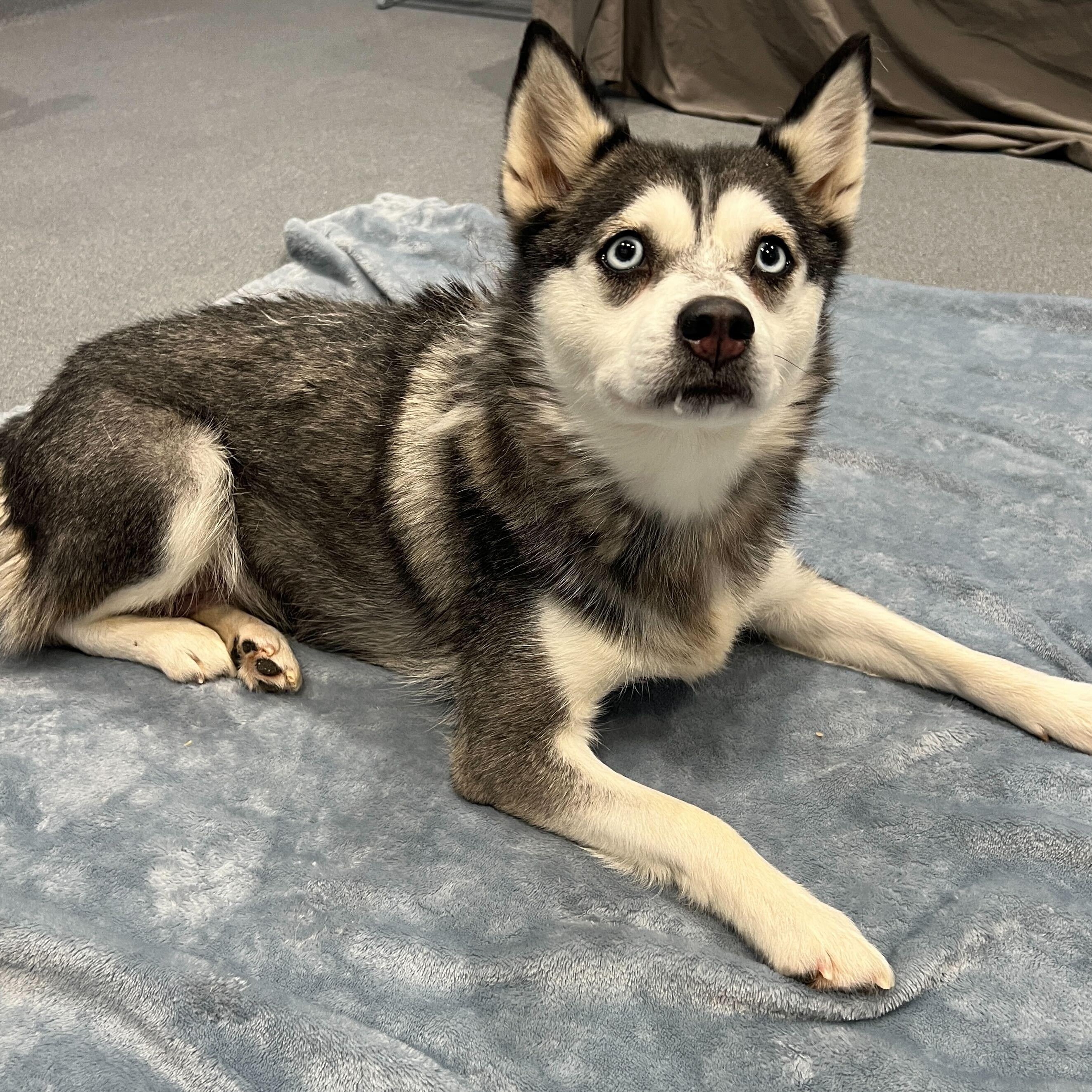 Enlarge Barbra Jean, a ADOPTABLE Pomsky in Canal Winchester, OH image 5/5