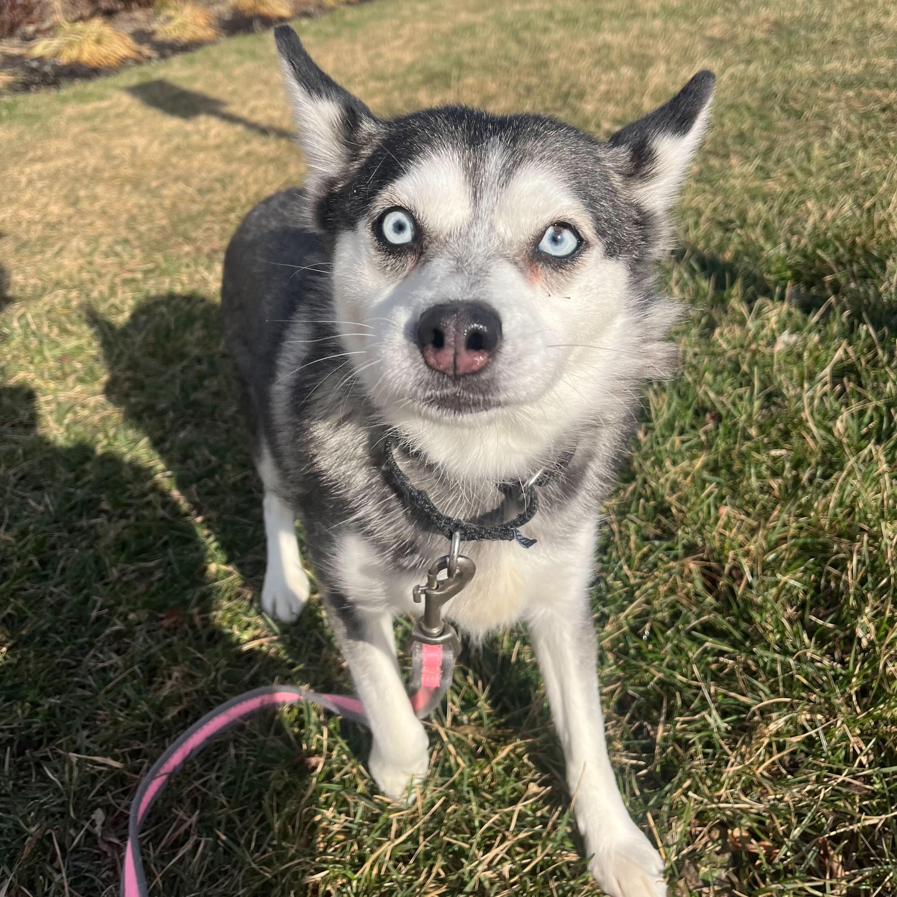 Enlarge Barbra Jean, a ADOPTABLE Pomsky in Canal Winchester, OH image 4/5