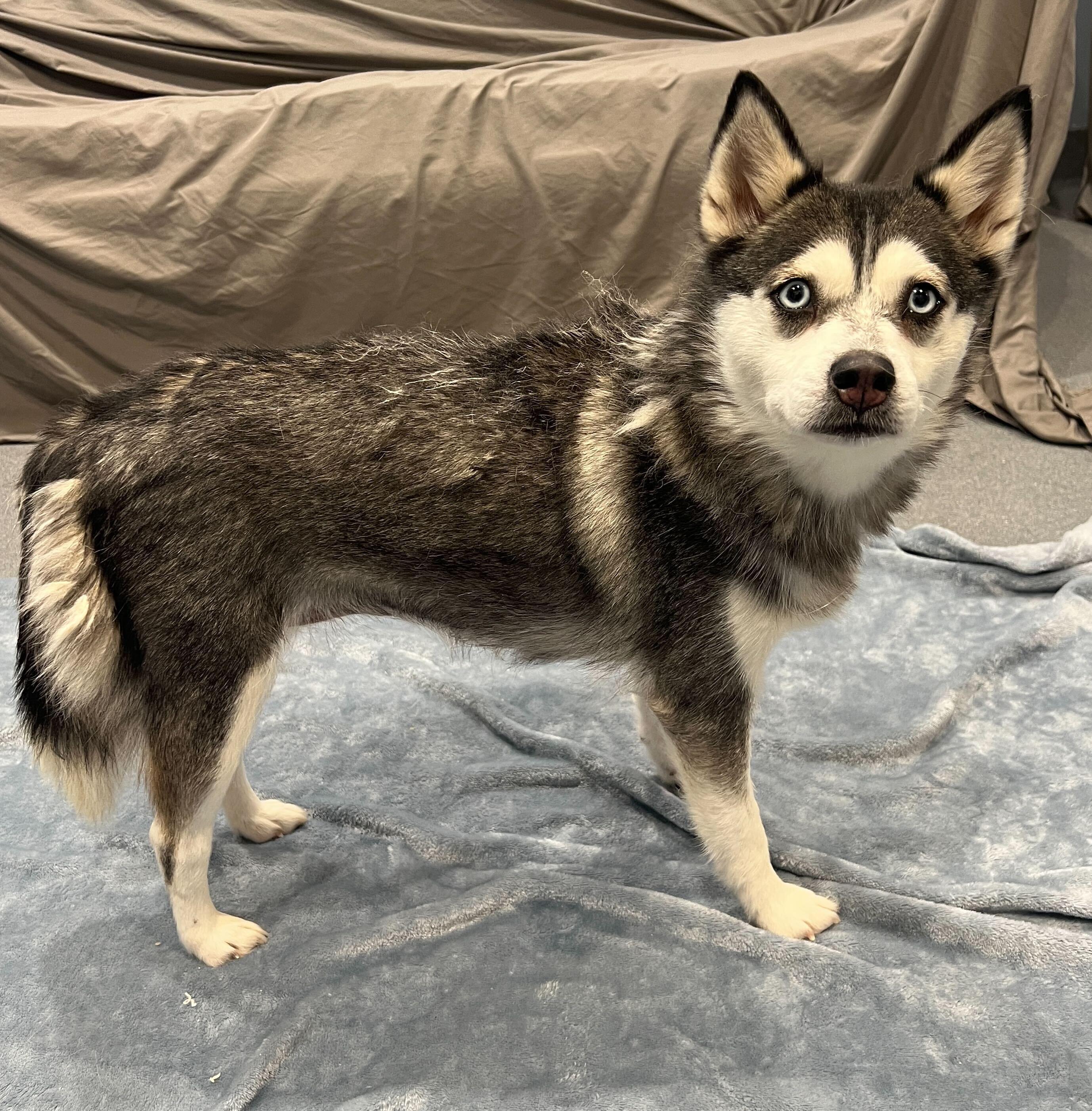 Enlarge Barbra Jean, a ADOPTABLE Pomsky in Canal Winchester, OH image 3/5