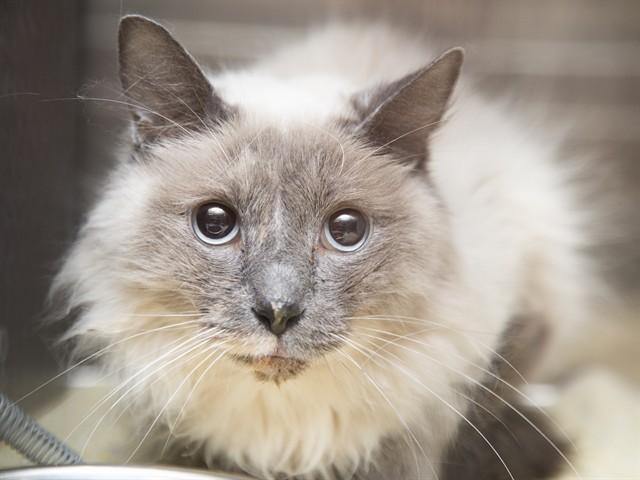 Enlarge DEBRA, a Adoptable Domestic Medium Hair in Phoenix, AZ image 1/1