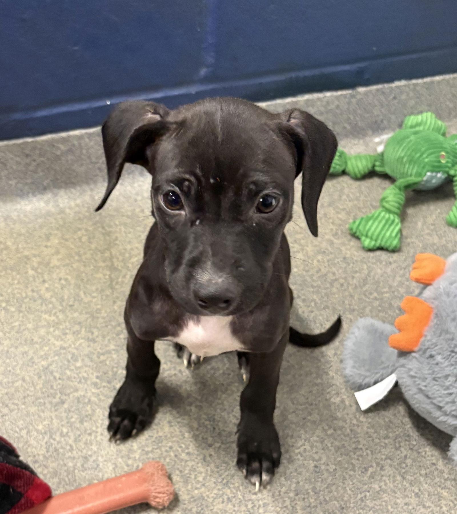 Enlarge Pepe 2 months AVA 1/14, a Adoptable Mixed Breed in Sterling, MA image 1/1