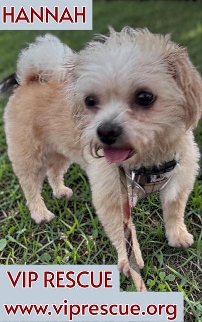 Enlarge Hannah and Nelle / Seminole BONDED, a Adoptable mixed breed in Redington Beach, FL image 4/6