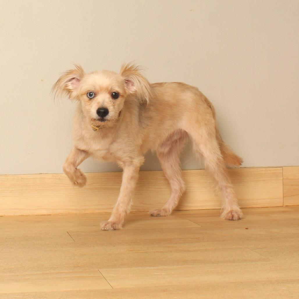 Capone D71091, Adoptable, Adult Male Miniature Poodle & Terrier.