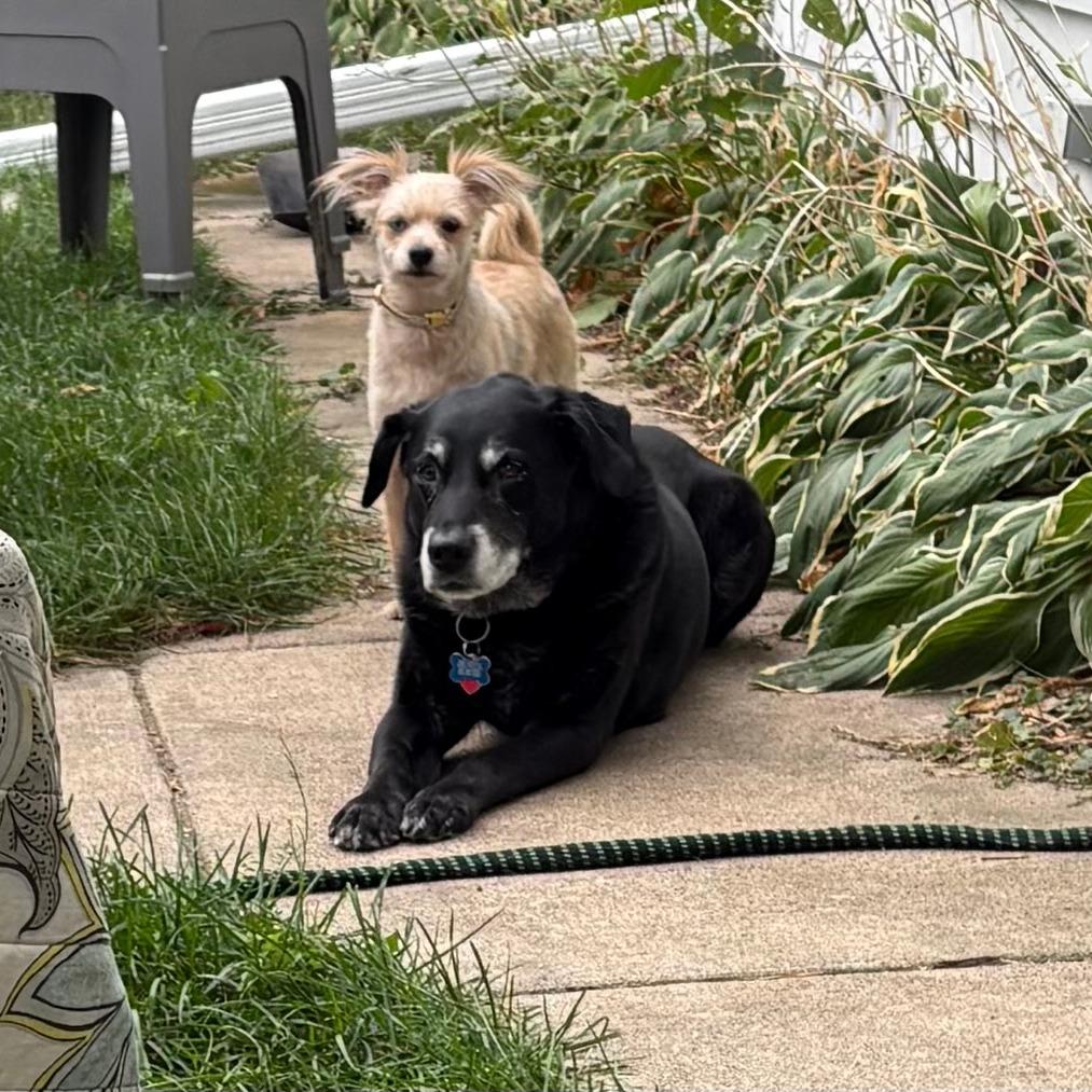 Enlarge Capone D71091, a Adoptable mixed breed in Minnetonka, MN image 2/6
