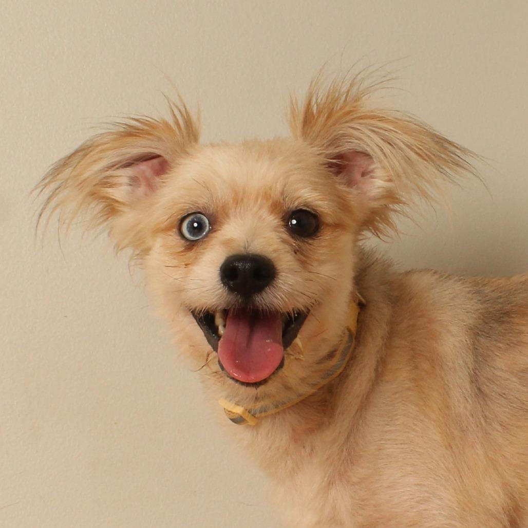Enlarge Capone D71091, a Adoptable mixed breed in Minnetonka, MN image 4/6