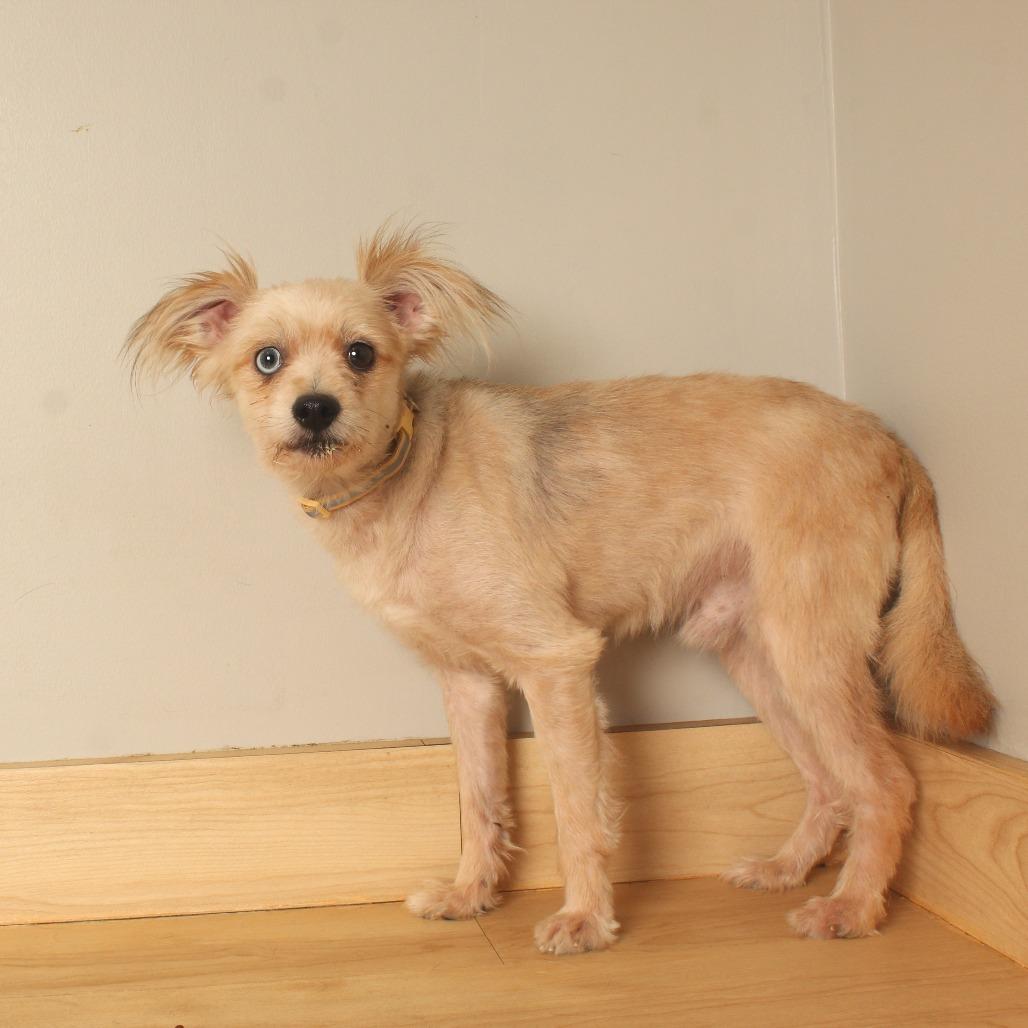 Enlarge Capone D71091, a Adoptable mixed breed in Minnetonka, MN image 5/6