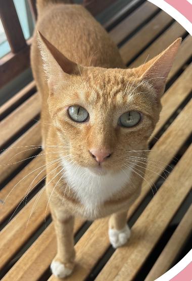 Enlarge Alani, a Adoptable Domestic Short Hair in Aiea, HI image 3/3