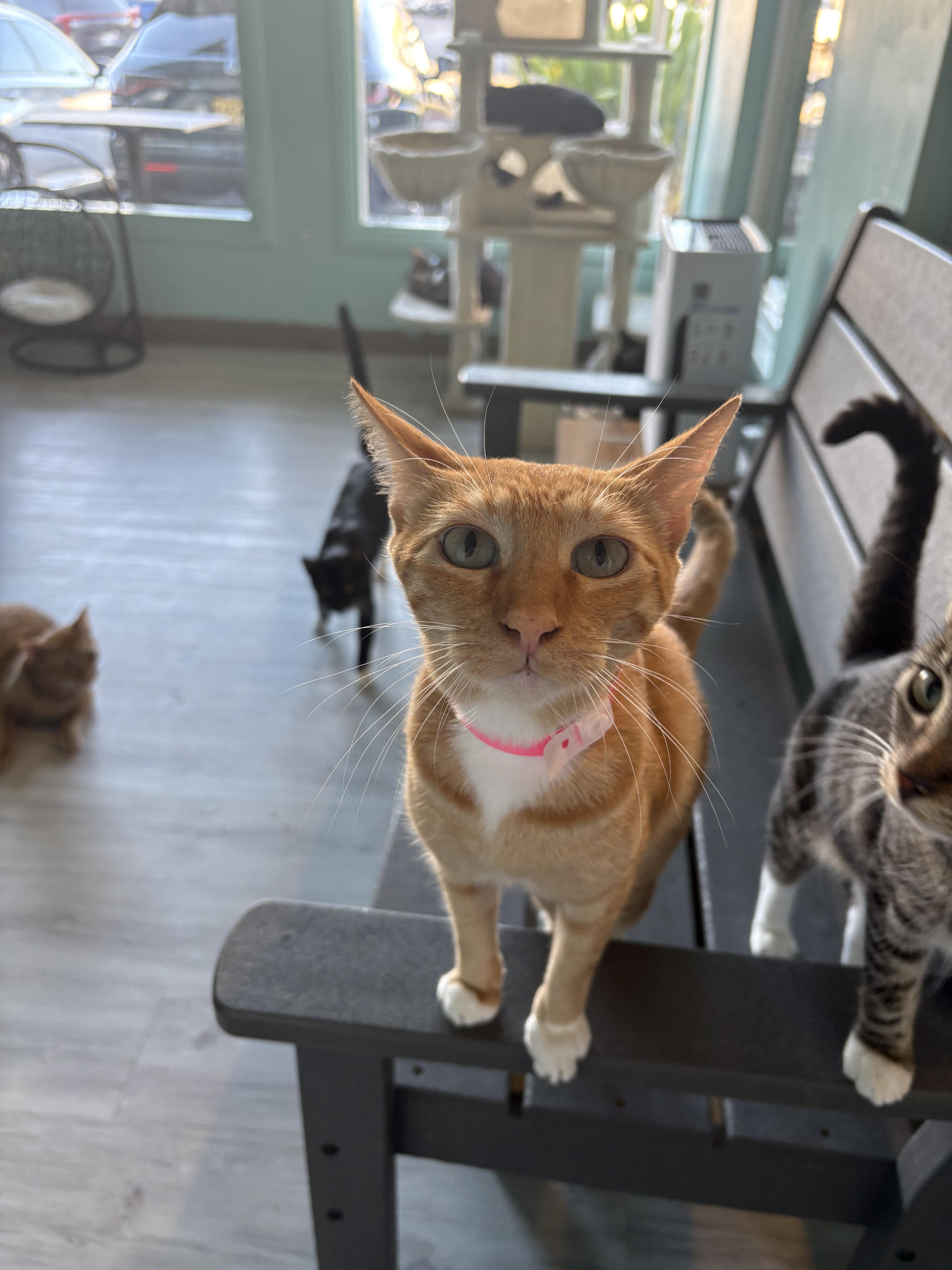 Enlarge Alani, a Adoptable Domestic Short Hair in Aiea, HI image 2/3