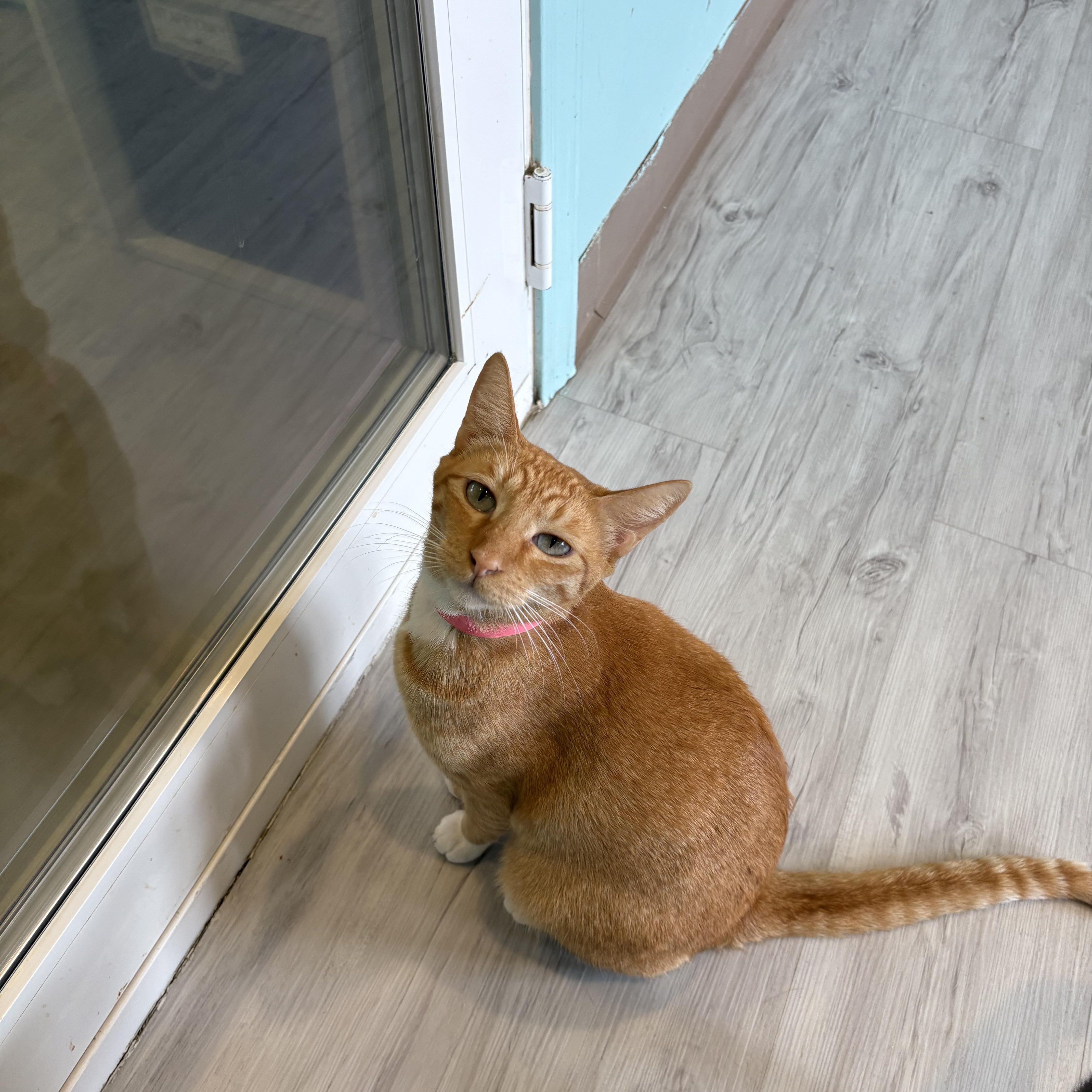 Enlarge Alani, a Adoptable Domestic Short Hair in Aiea, HI image 1/3