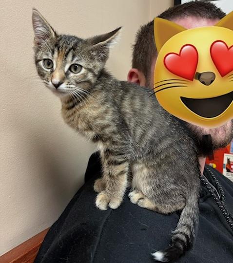 Enlarge Artemis, an adopted mixed breed in Schenectady, NY image 1/5