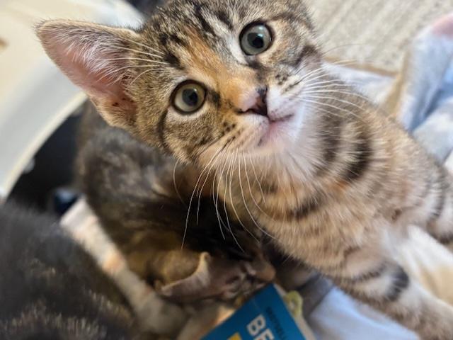 Enlarge Artemis, an adopted mixed breed in Schenectady, NY image 4/5